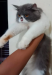 Pure Persian male cat